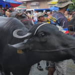 Pulilan Carabao Festival