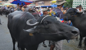 Pulilan Carabao Festival
