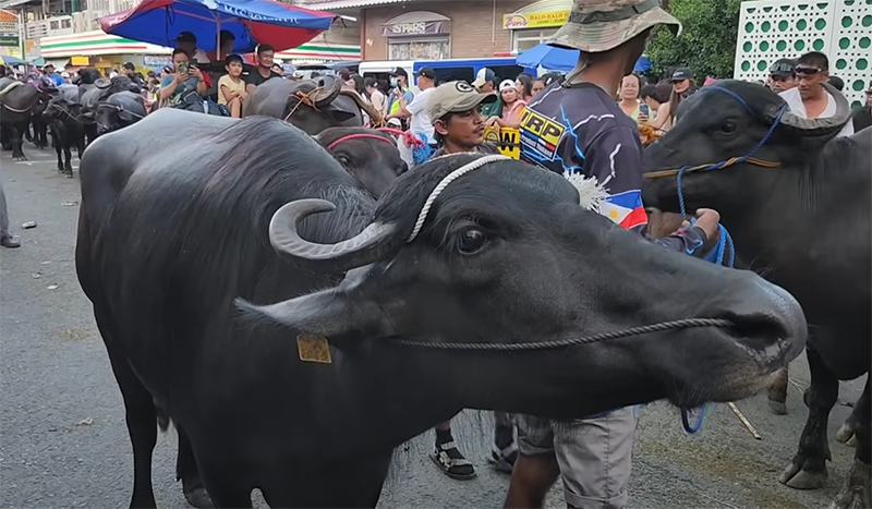 Pulilan Carabao Festival